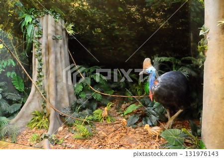 The world's most ferocious bird, the cassowary The world's most ferocious bird, the cassowary 131976143