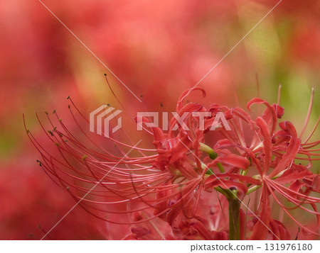 red spider lily red spider lily 131976180