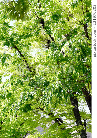 Kobe Gakugaoka, a town filled with fresh greenery Kobe Gakugaoka, a town filled with fresh greenery 131976202