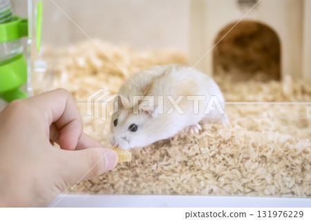 Hamster Hamster 131976229