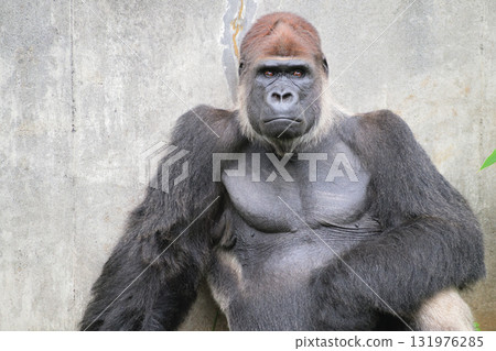 Portrait of a gorilla with a dignified face and a frown 131976285