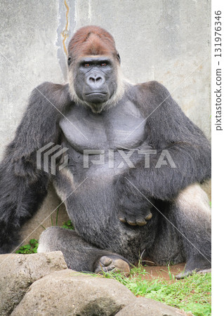 Portrait of a gorilla who believes his big arms are proof of his manhood Portrait of a gorilla who believes his big arms are proof of his manhood 131976346