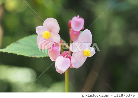 秋海棠花的特寫 131976379