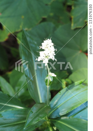 初秋盛開的白色小花 初秋盛開的白色小花 131976380