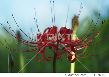 A single cluster amaryllis flower 131976382