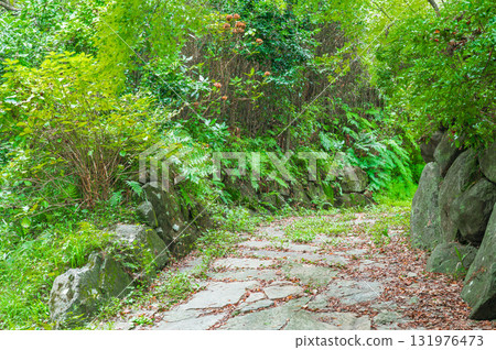 綠色人行道 131976473