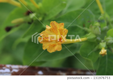 秋季公園盛開的黃色紫茉莉花 131976753