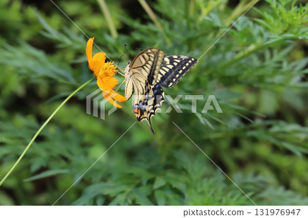 A swallowtail butterfly sucking nectar from yellow cosmos flowers blooming in an autumn park A swallowtail butterfly sucking nectar from yellow cosmos flowers blooming in an autumn park 131976947