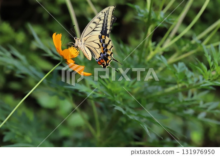 一隻燕尾蝶在秋季公園盛開的黃色波斯菊花中吸食花蜜 一隻燕尾蝶在秋季公園盛開的黃色波斯菊花中吸食花蜜 131976950