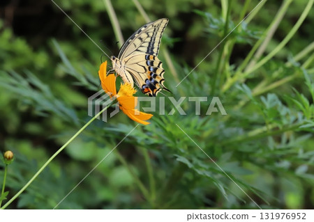 一隻燕尾蝶在秋季公園盛開的黃色波斯菊花中吸食花蜜 一隻燕尾蝶在秋季公園盛開的黃色波斯菊花中吸食花蜜 131976952