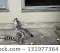 Ring-tailed lemur sitting 131977364