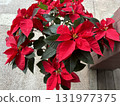 Red Poinsettia 131977375