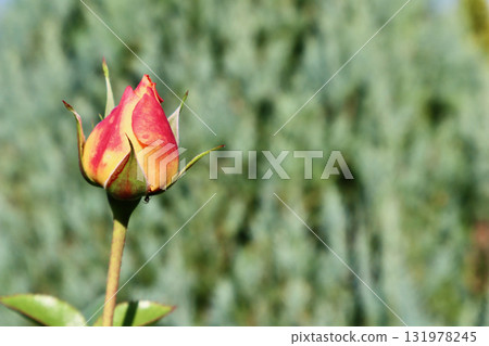 Rosebud preparing to bloom in vibrant red and yellow hues, growing in autumn garden with soft green background Rosebud preparing to bloom in vibrant red and yellow hues, growing in autumn garden with soft green background 131978245