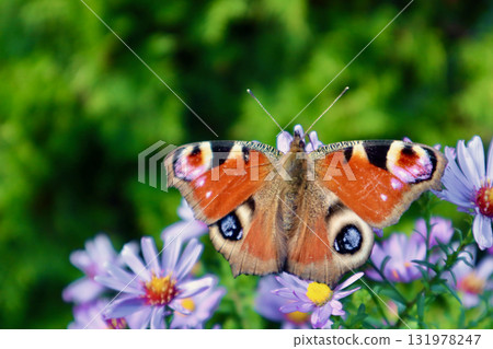 Peacock butterfly resting on purple aster flowers, delicate insect in autumn garden, vibrant natural colors Peacock butterfly resting on purple aster flowers, delicate insect in autumn garden, vibrant natural colors 131978247