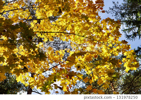 Maple trees displaying bright yellow autumn leaves backlit by sunlight, with glimpses of a clear blue sky 131978250