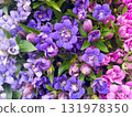 Gentian flowers bloom in vibrant purple and pink. Their autumnal colors make them perfect for floral designs and seasonal backgrounds. 131978350