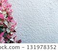 Beautiful pink and white leaves of snow vine against a white wall 131978352
