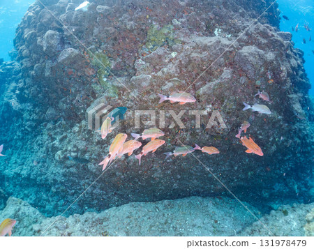 一群日本鯢鰹和其他魚類。靜岡縣伊豆半島南伊豆町中木飛魨海灘 - 2025 131978479