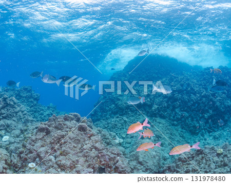 一群日本鯢鰹和其他魚類。靜岡縣伊豆半島南伊豆町中木飛魨海灘 - 2025 一群日本鯢鰹和其他魚類。靜岡縣伊豆半島南伊豆町中木飛魨海灘 - 2025 131978480