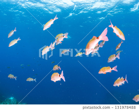 A school of Japanese goatfish and other fish. Nakagi Hirizo Beach, Minamiizu Town, Izu Peninsula, Shizuoka Prefecture - 2025 A school of Japanese goatfish and other fish. Nakagi Hirizo Beach, Minamiizu Town, Izu Peninsula, Shizuoka Prefecture - 2025 131978488