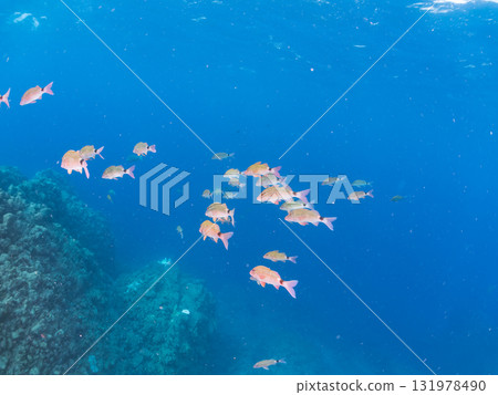 A school of Japanese goatfish and other fish. Nakagi Hirizo Beach, Minamiizu Town, Izu Peninsula, Shizuoka Prefecture - 2025 A school of Japanese goatfish and other fish. Nakagi Hirizo Beach, Minamiizu Town, Izu Peninsula, Shizuoka Prefecture - 2025 131978490