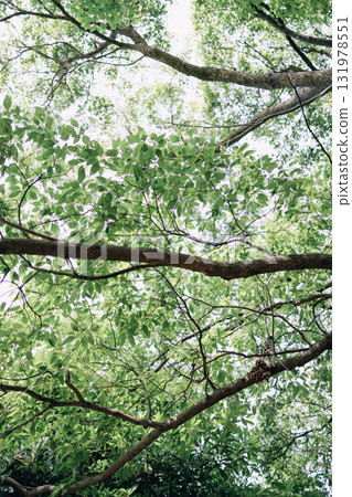 樹木和樹枝上茂密樹葉的特寫散景 131978551