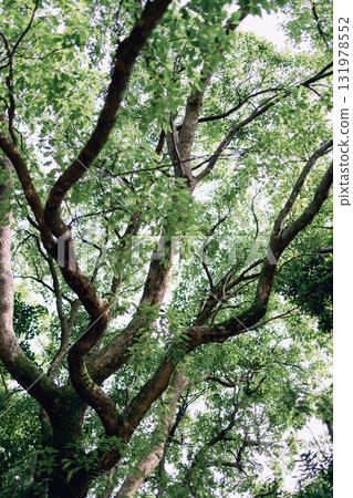樹木和樹枝上茂密樹葉的特寫散景 131978552