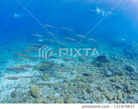 A school of Taiwanese barracuda and other fish. Nakagi Hirizo Beach, Minamiizu Town, Izu Peninsula, Shizuoka Prefecture - 2025 A school of Taiwanese barracuda and other fish. Nakagi Hirizo Beach, Minamiizu Town, Izu Peninsula, Shizuoka Prefecture - 2025 131978657