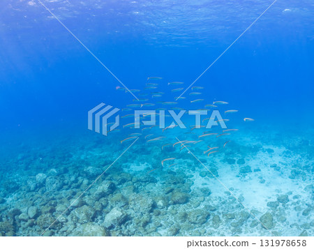 一群台灣梭魚和其他魚類。靜岡縣伊豆半島南伊豆町中木飛魚海灘 - 2025 一群台灣梭魚和其他魚類。靜岡縣伊豆半島南伊豆町中木飛魚海灘 - 2025 131978658