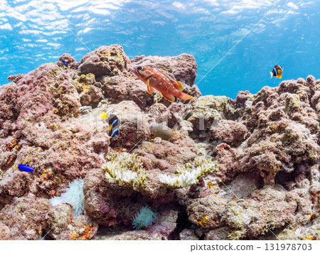 一對可愛的小丑魚、一群黑雀鯛和其他雀鯛生活在白化的海葵田裡。希里佐海灘 131978703