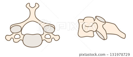 Anatomy of the fourth cervical vertebra (C4), top and side view illustration set 131978729