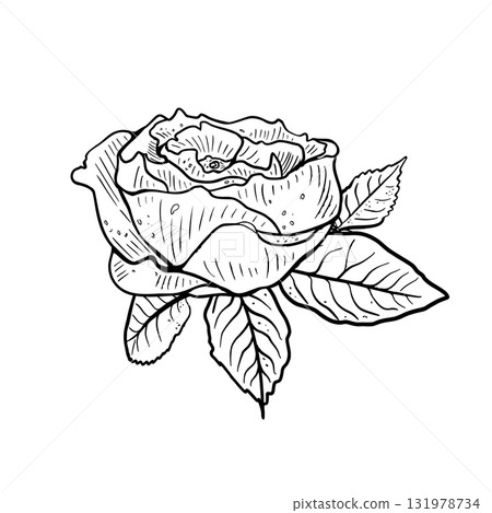 Botanical floral Black and White Vector Illustration. Hand drawn peony line art engraving style. Monochrome ink sketch flower bud. Rose and leaves outline drawing for wedding invitations design. Botanical floral Black and White Vector Illustration. Hand drawn peony line art engraving style. Monochrome ink sketch flower bud. Rose and leaves outline drawing for wedding invitations design. 131978734
