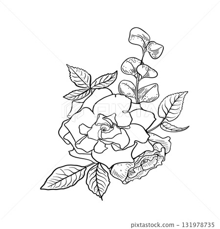 Peony and eucalyptus black white vector illustration. Line art flowers hand drawn for romantic packaging, stationery. Camellia blooms outline drawing. Floral bouquet contour sketch. Peony and eucalyptus black white vector illustration. Line art flowers hand drawn for romantic packaging, stationery. Camellia blooms outline drawing. Floral bouquet contour sketch. 131978735