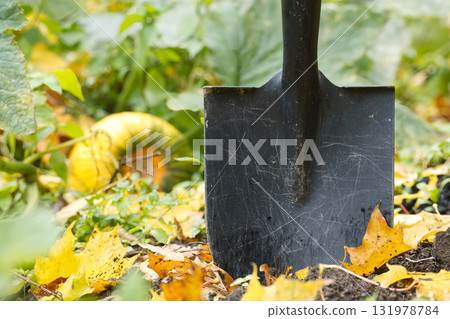 Shovel in a Garden Bed Among Autumn Leaves and Pumpkins Hinting at Harvest and Gardening 131978784