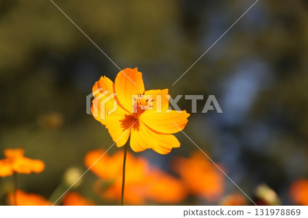  黃波斯菊 131978869