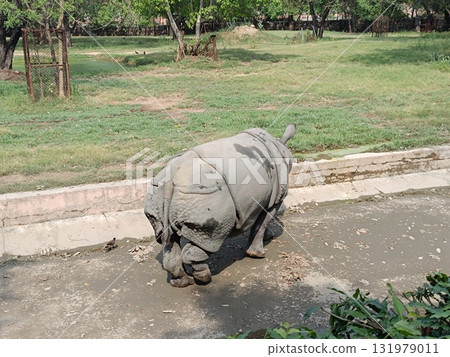 Picture of rhinoceros with selective focus Picture of rhinoceros with selective focus 131979011