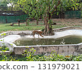 Picture of tiger with selective focus 131979021
