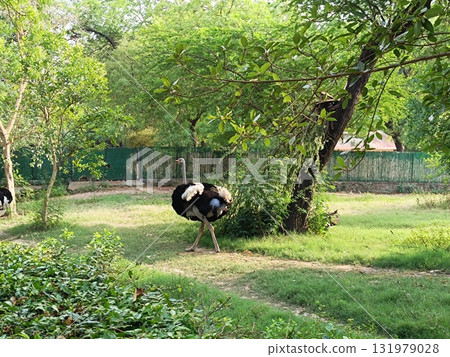 Ostriches in forest with selective focus 131979028