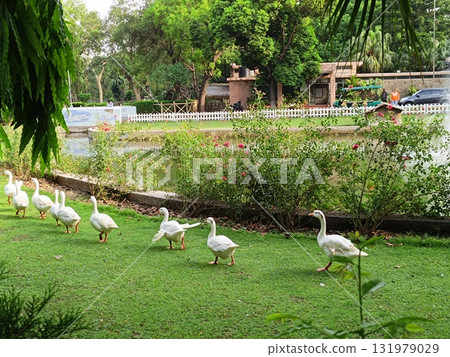 Picture of american Pekins in garden 131979029
