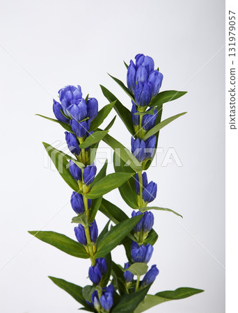 Purple gentian cut flowers Purple gentian cut flowers 131979057