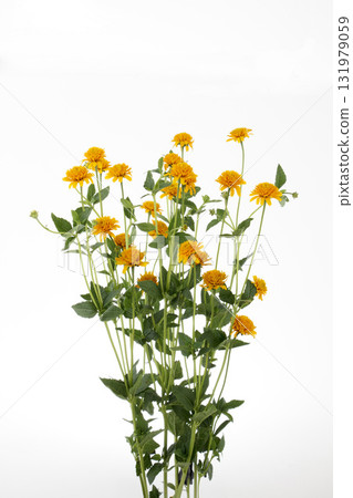 Princess sunflower cut flowers Princess sunflower cut flowers 131979059
