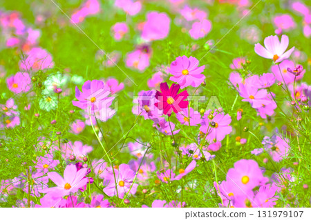 清新可愛的波斯菊 131979107