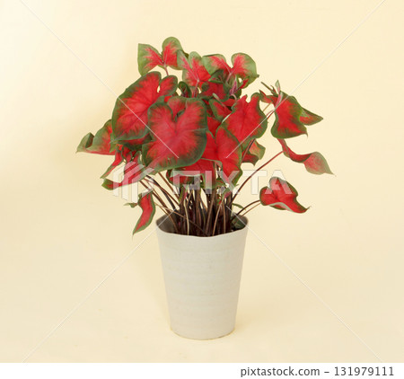 Caladium Sunset Pink 131979111