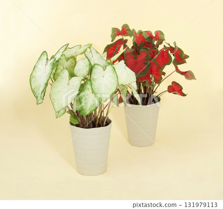 Caladium Aaron, Sunset Pink 131979113