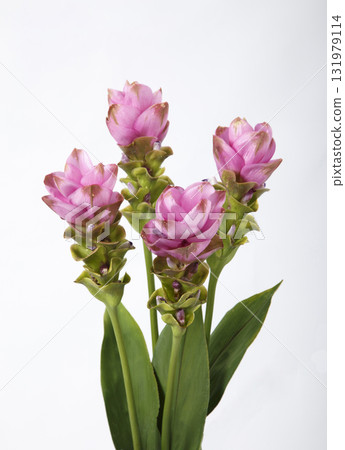 Curcuma cut flowers 131979114