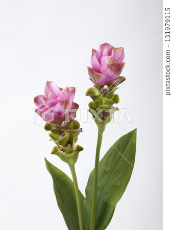 Curcuma cut flowers Curcuma cut flowers 131979115