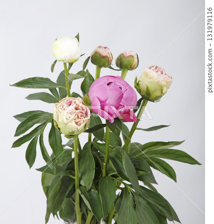 Pink peony cut flower 131979116