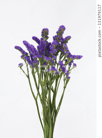 Purple statice cut flowers 131979117