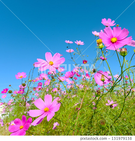 粉紅波斯菊在藍天的襯托下格外醒目 粉紅波斯菊在藍天的襯托下格外醒目 131979138
