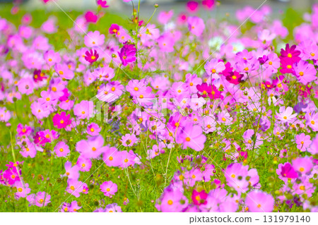 Refreshing and cute cosmos flowers 131979140